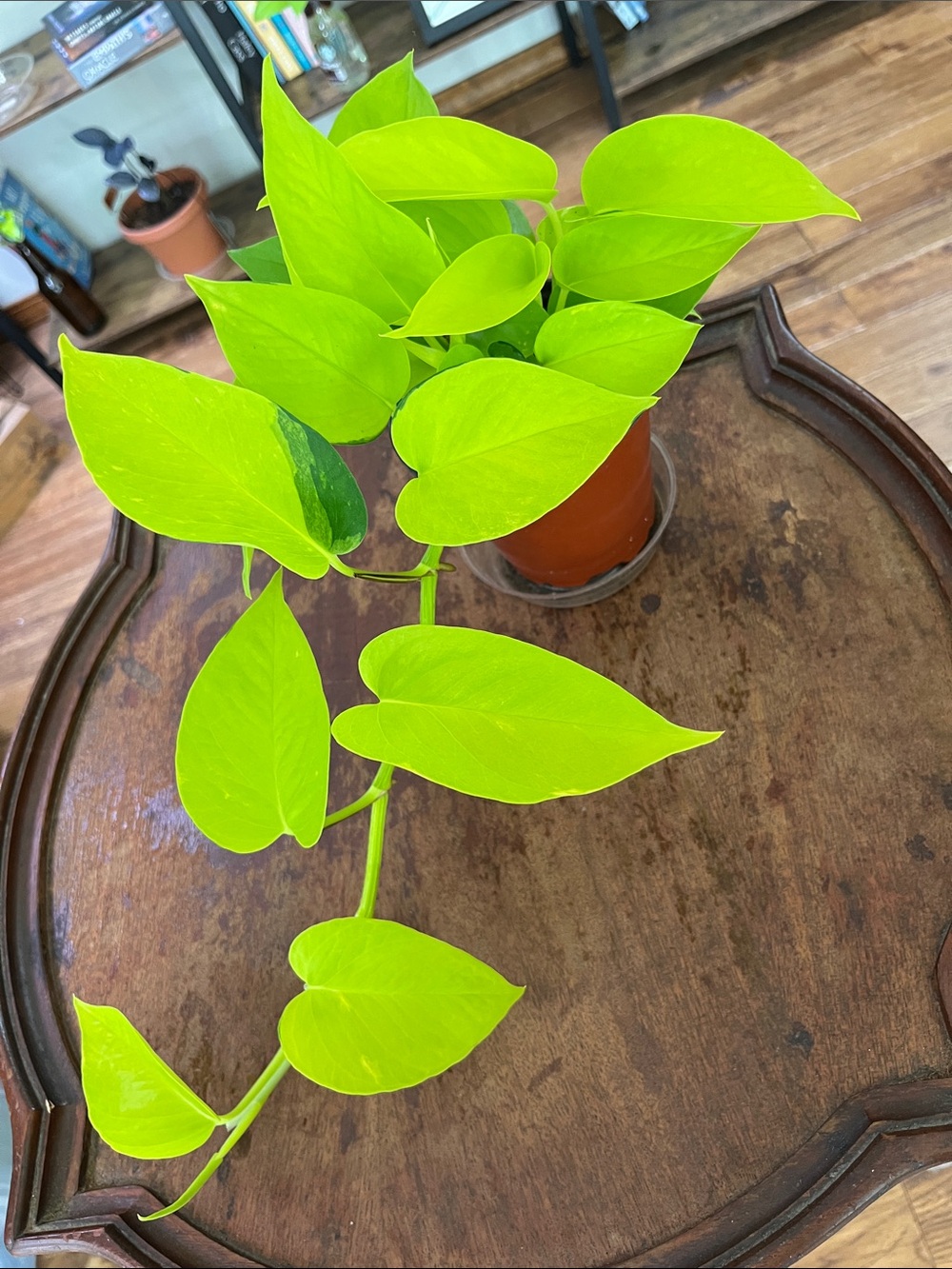 Live Plant Neon Pothos
